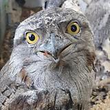 Tawny Frogmouth